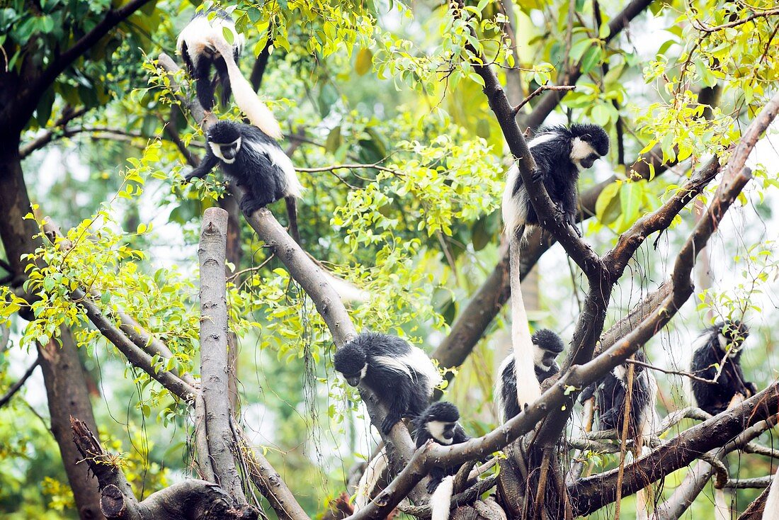 Mantled guereza monkeys