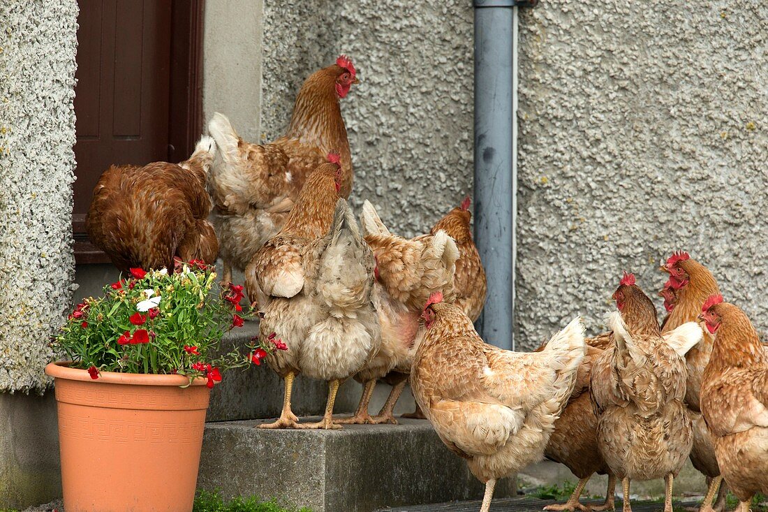 Domestic chickens on doorstep