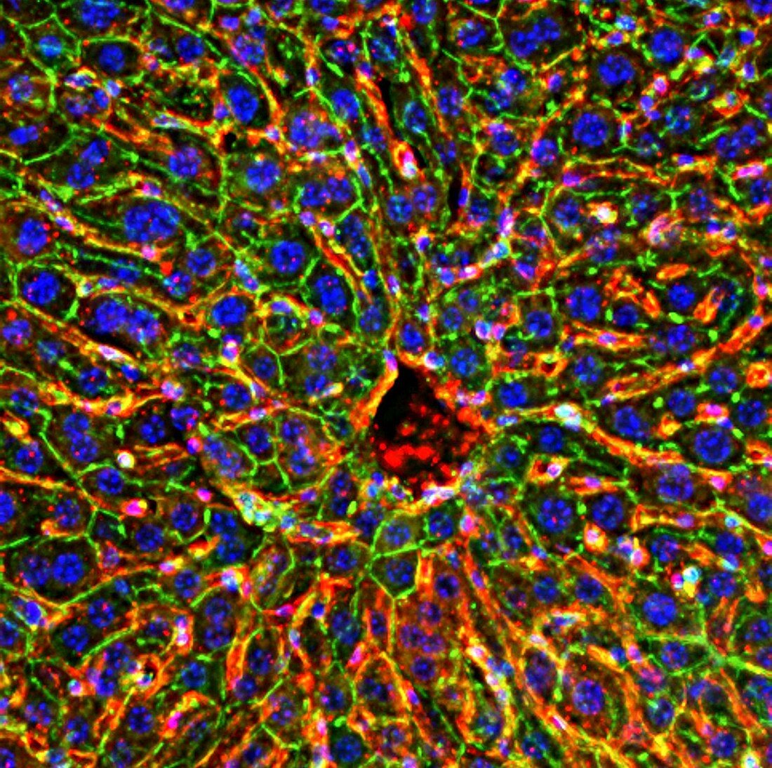 Liver vein,fluorescence micrograph