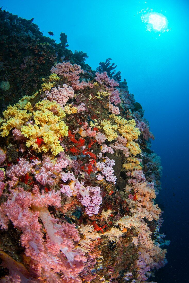 Multi coloured soft coral on reef