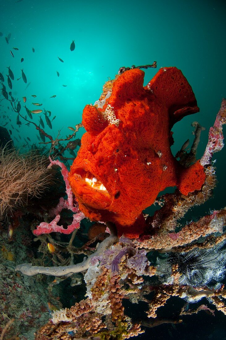 Giant frogfish sat on reef