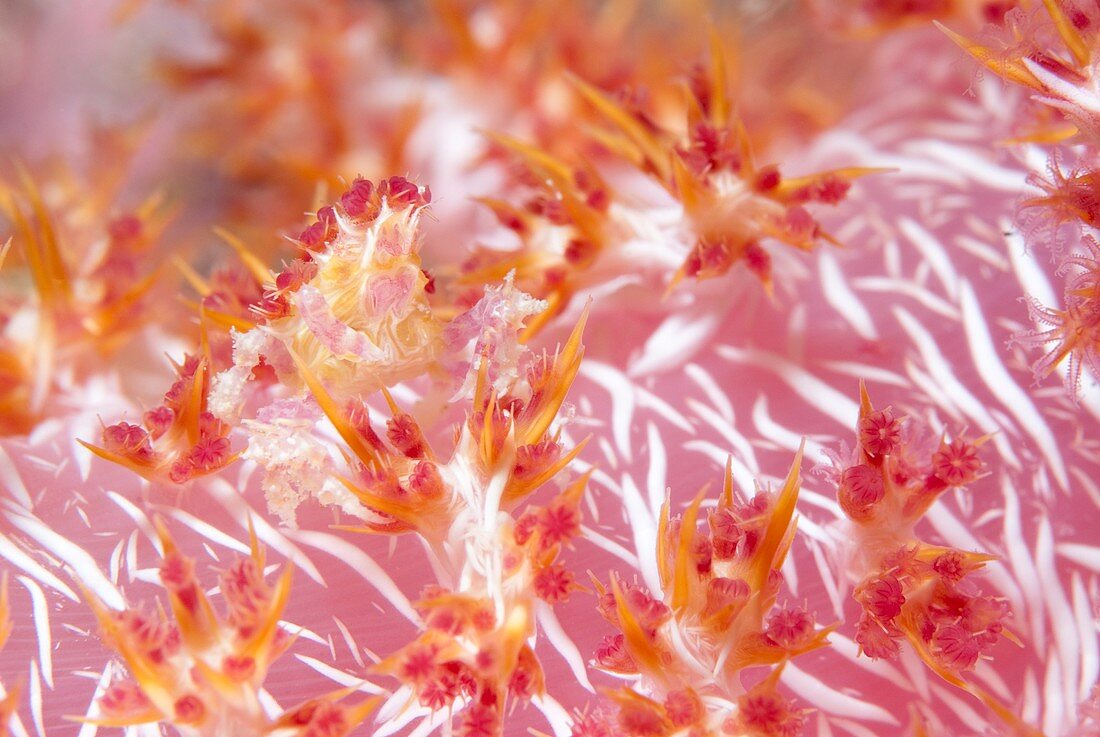 Soft coral crab hidden on soft coral