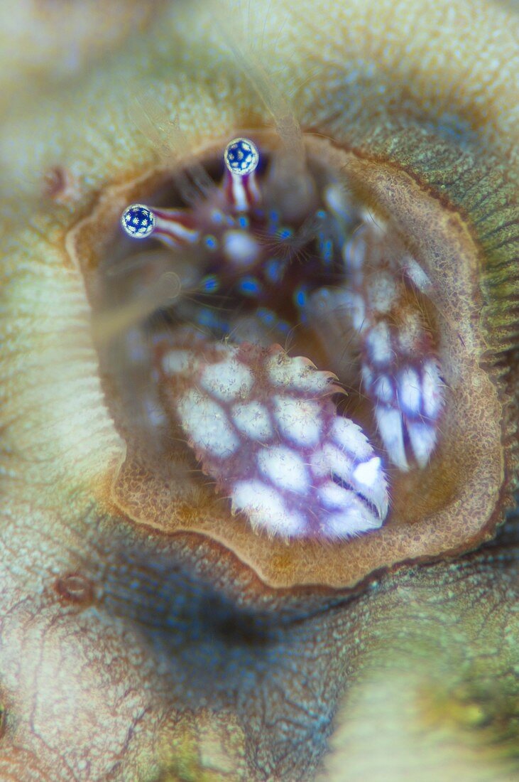 Coral hermit crab in reef