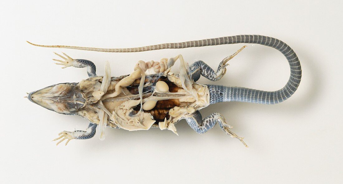 Dissected lizard with intestines revealed