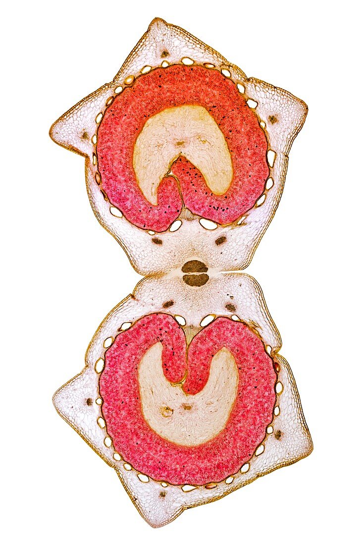 Alexander fruit,light micrograph