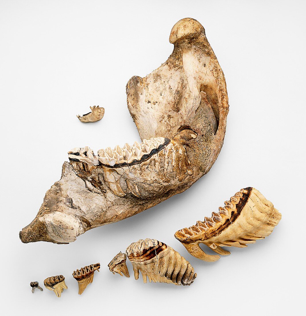 Elephant jaw bone