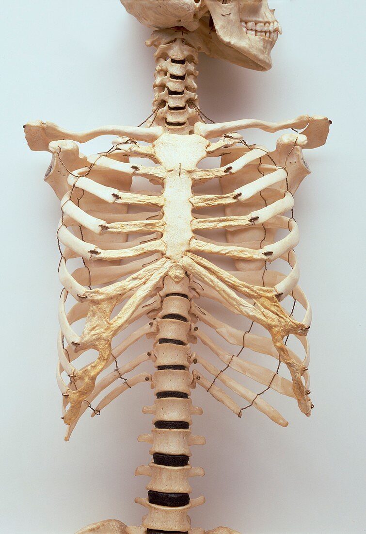 Human rib cage,jaw bones,neck vertebrae