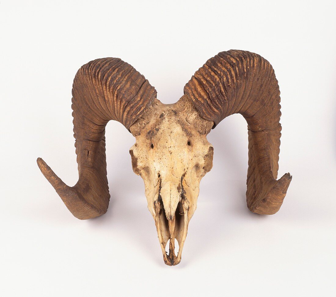 Argali skull of wild sheep