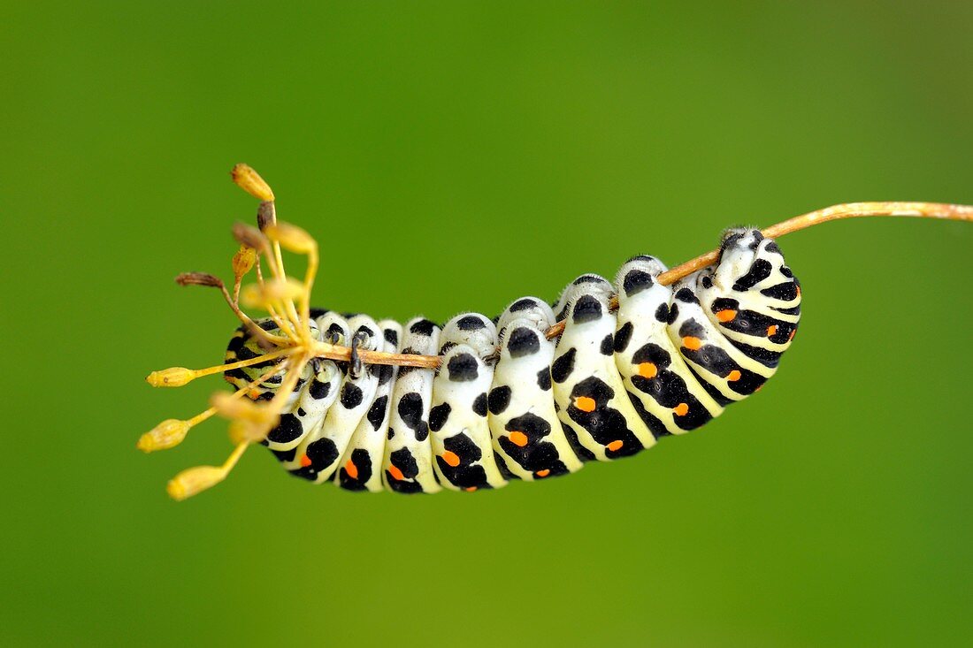 Old World swallowtail caterpillar