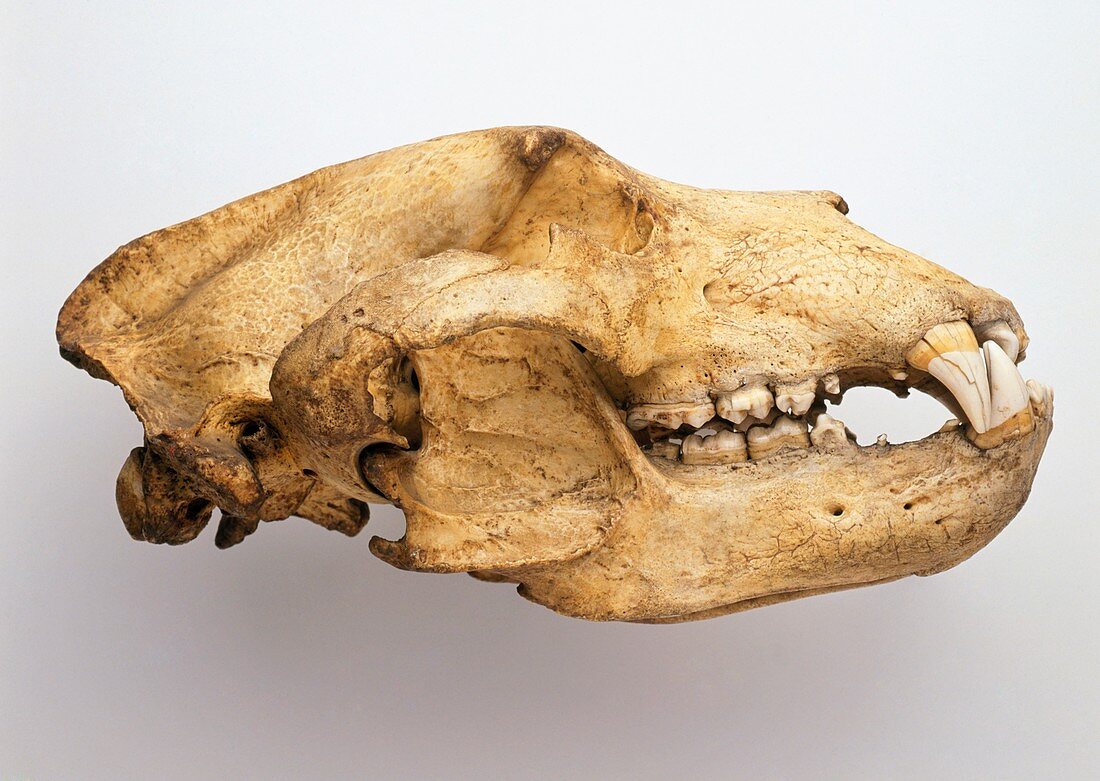 Bear skull,side view