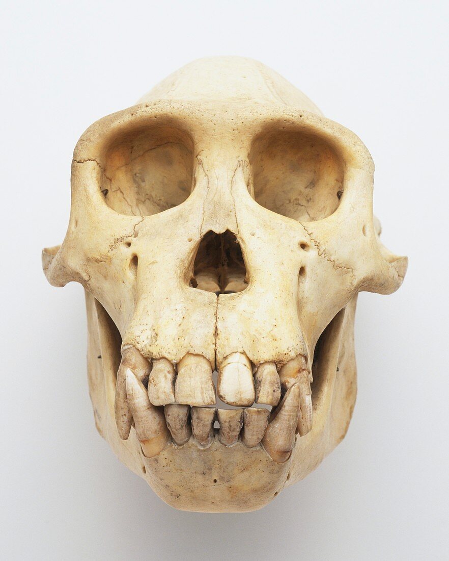 Skull of a chimpanzee