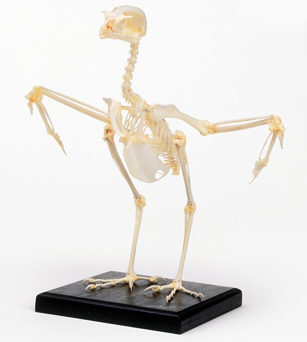 Kestrel skeleton with wings out to sides