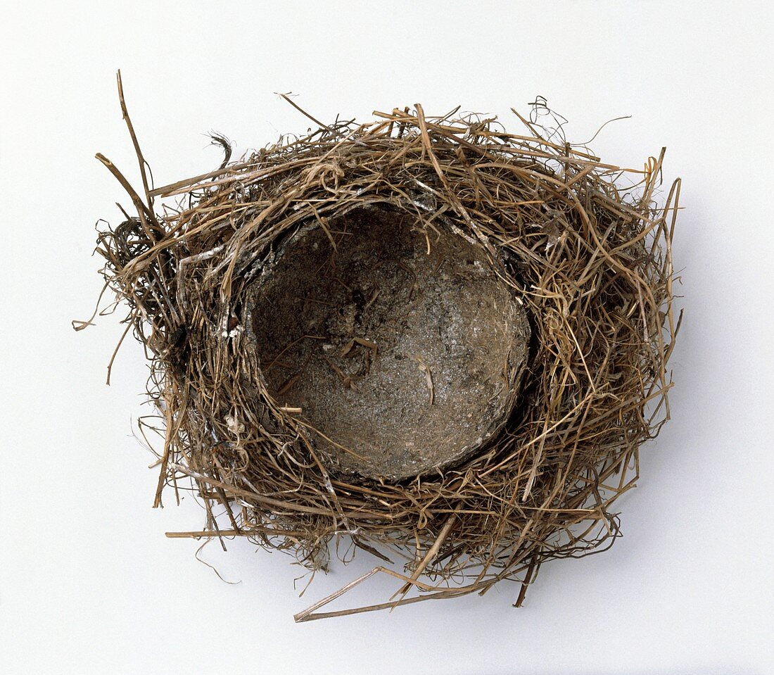Thrush's nest