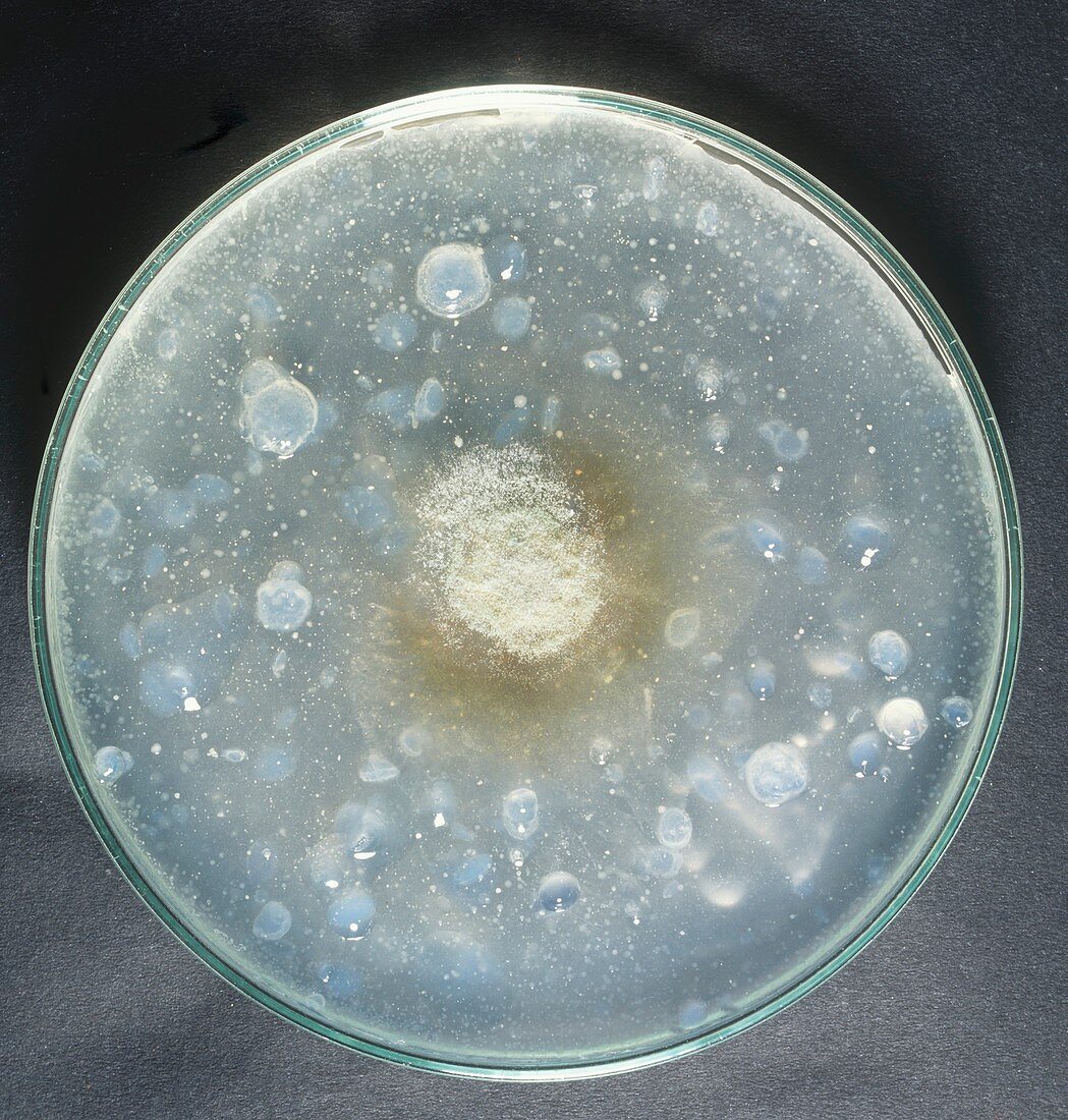 Yeast culture in petri dish,close-up