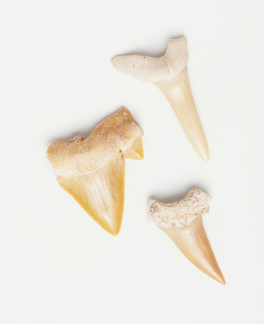 Three pointed animal teeth