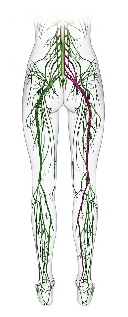 Human nervous system from spine to foot