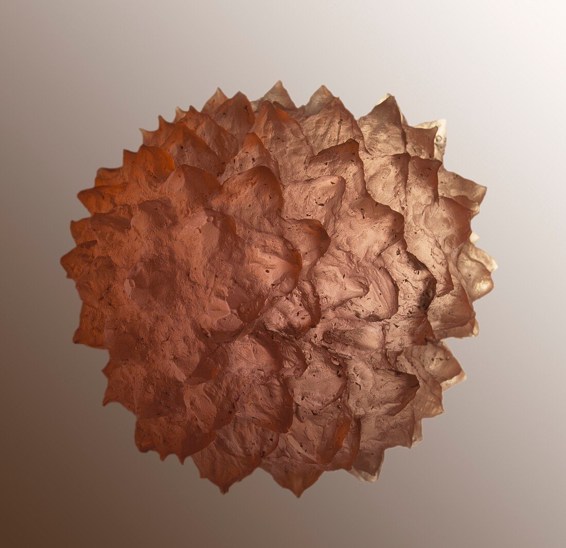 Model of ragweed pollen