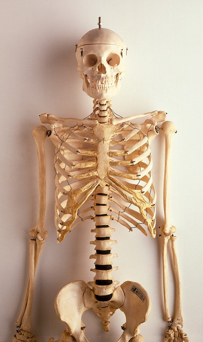 Upper part of human skeleton,skull spine