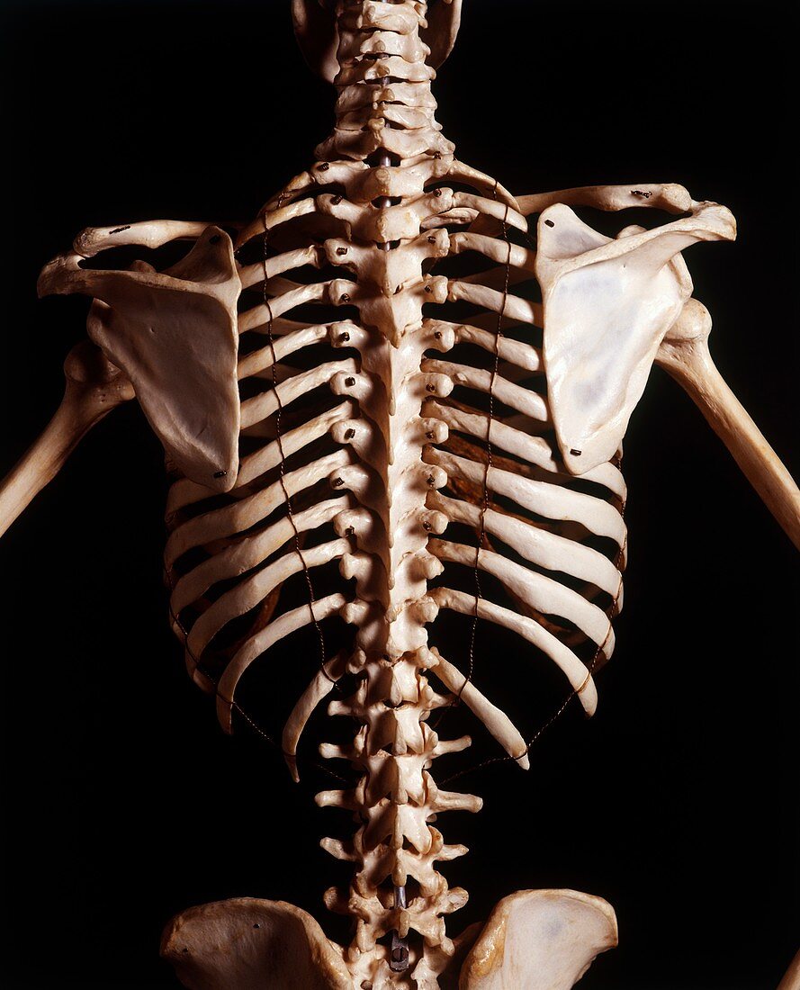 Human skeleton,rib cage