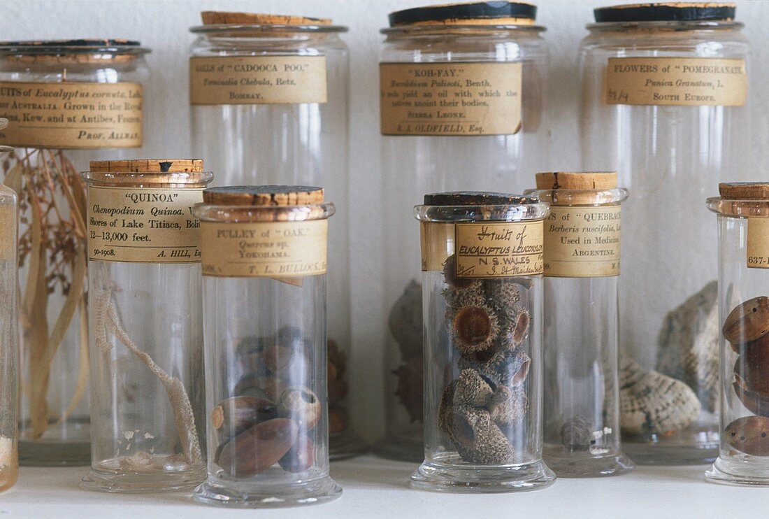 Old botanical specimen jars