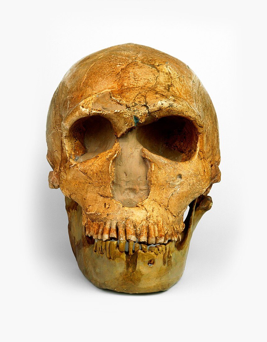 Male Neanderthal skull,front view