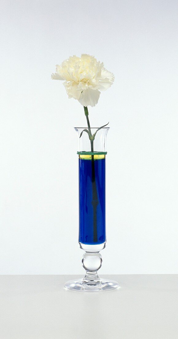 White carnation in vase