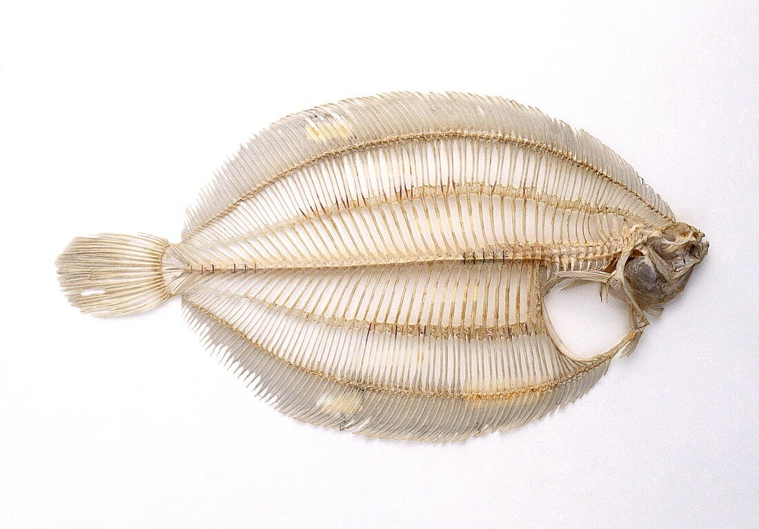 Skeleton of a lemon sole fish,side view