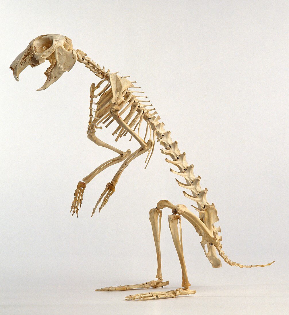 Hare skeleton,side view
