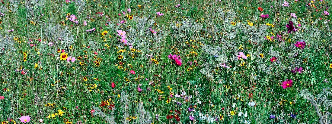 Planted wildflower meadow