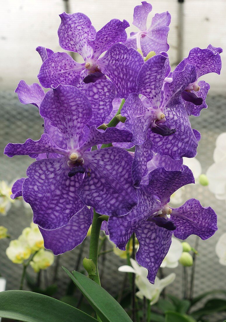 Vanda orchid (Vanda 'Blue Magic')