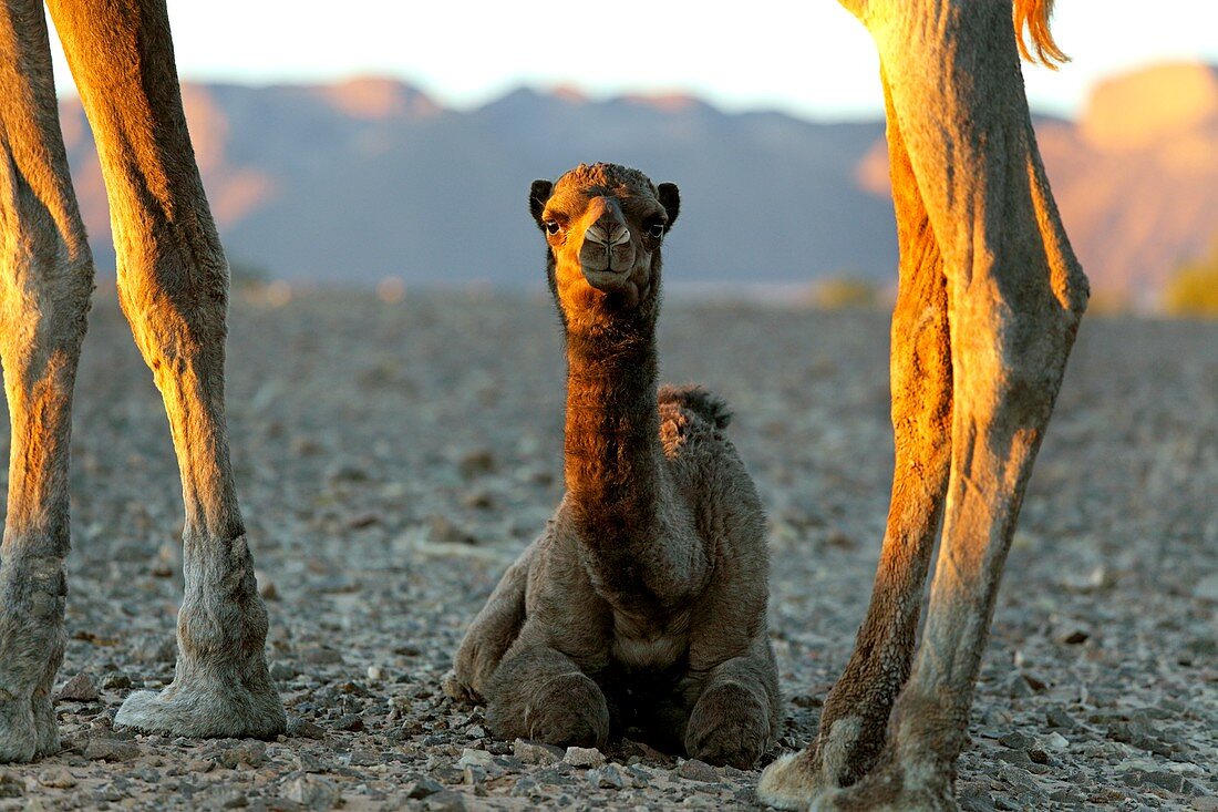 Dromedary camel calf