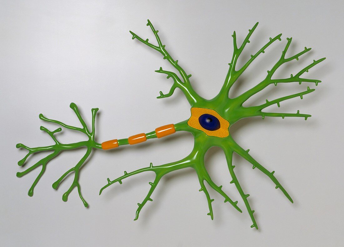 Model of a brain cell
