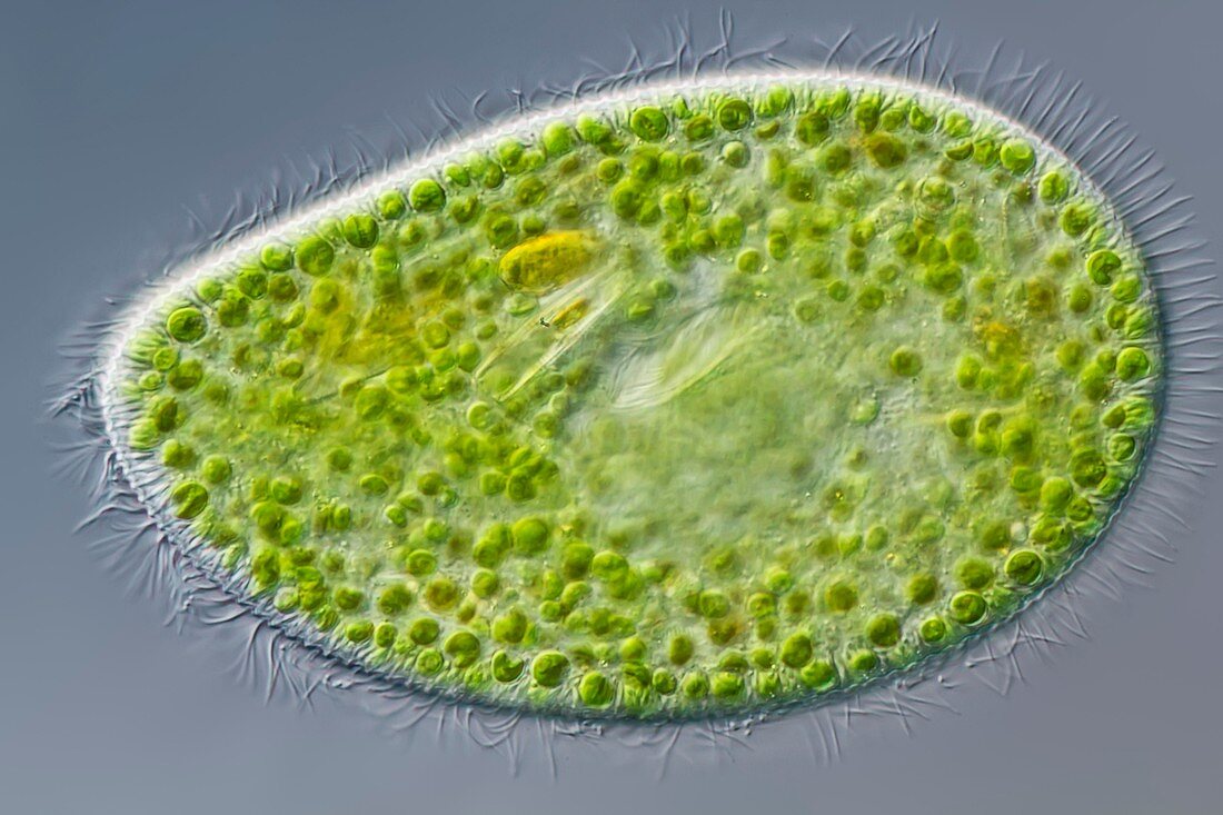 Paramecium bursaria Ciliate,LM