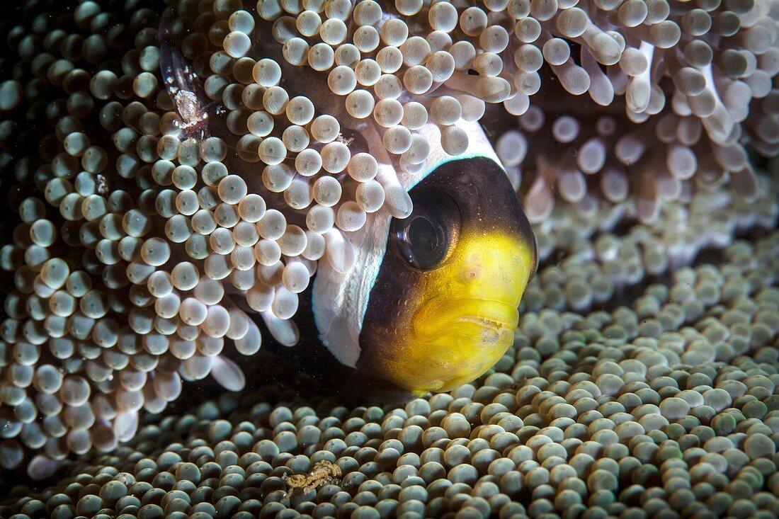 Saddleback anemonefish