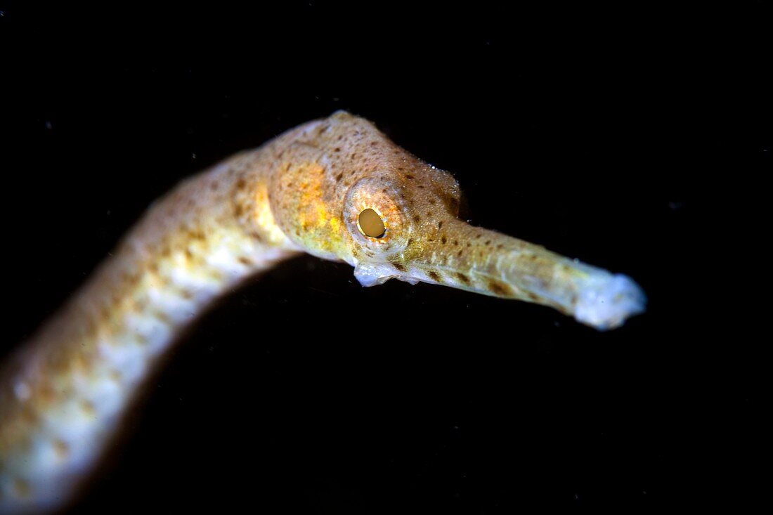 Double-ended pipefish