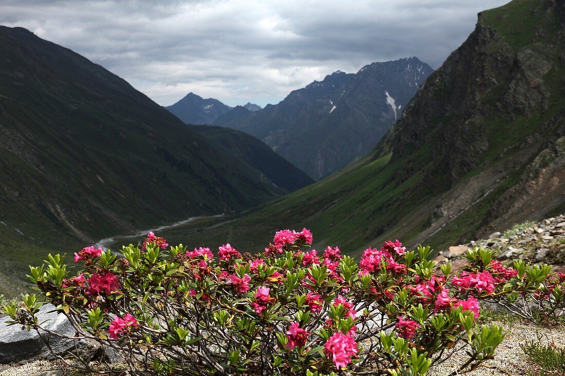 Alpenrose flowers,Austrian Alps