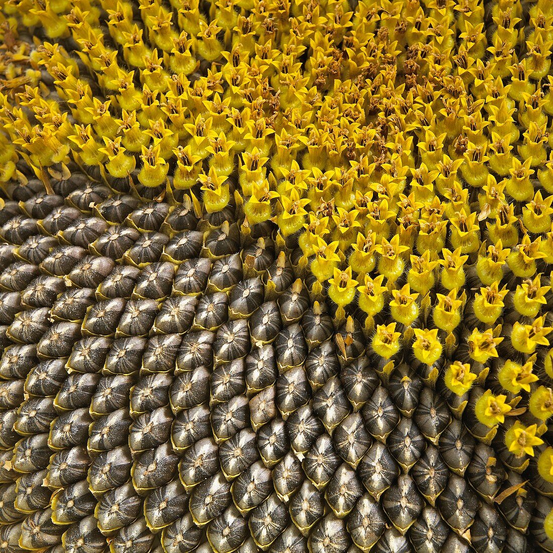 Helianthus sunflower seeds close up