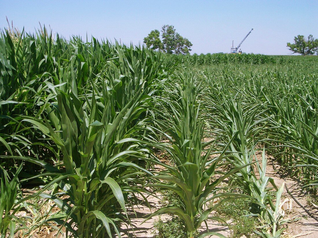 Maize crop irrigation research