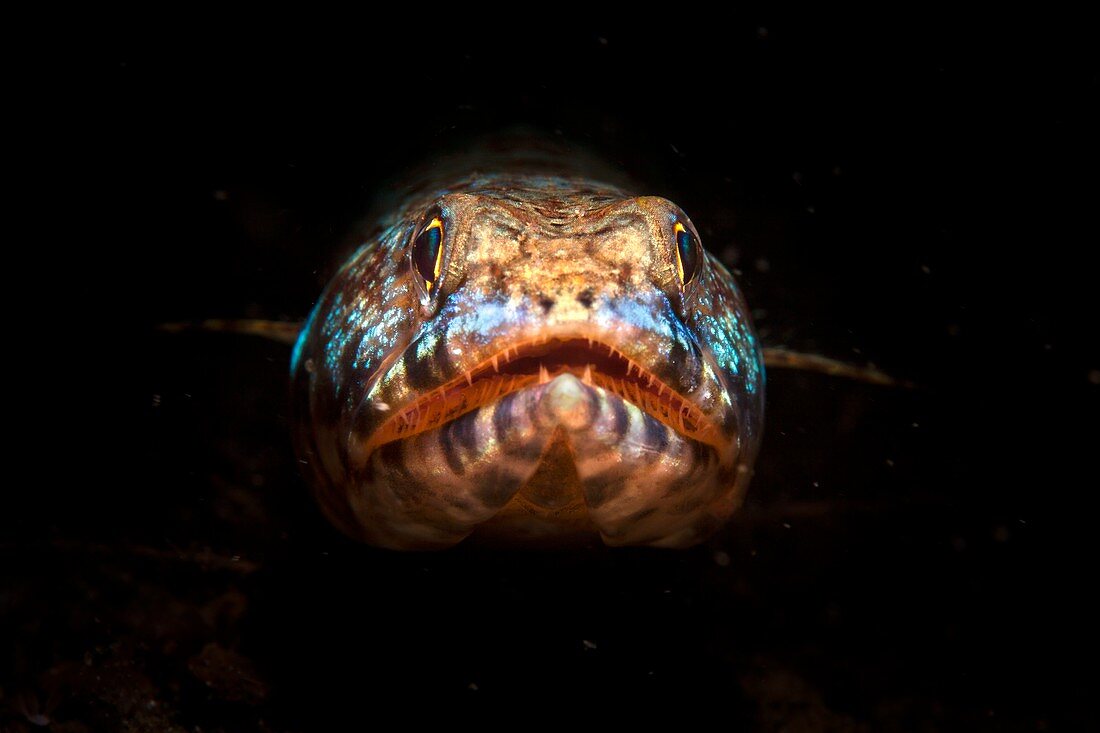 Reef lizard fish