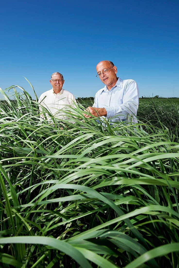 Switchgrass crop research