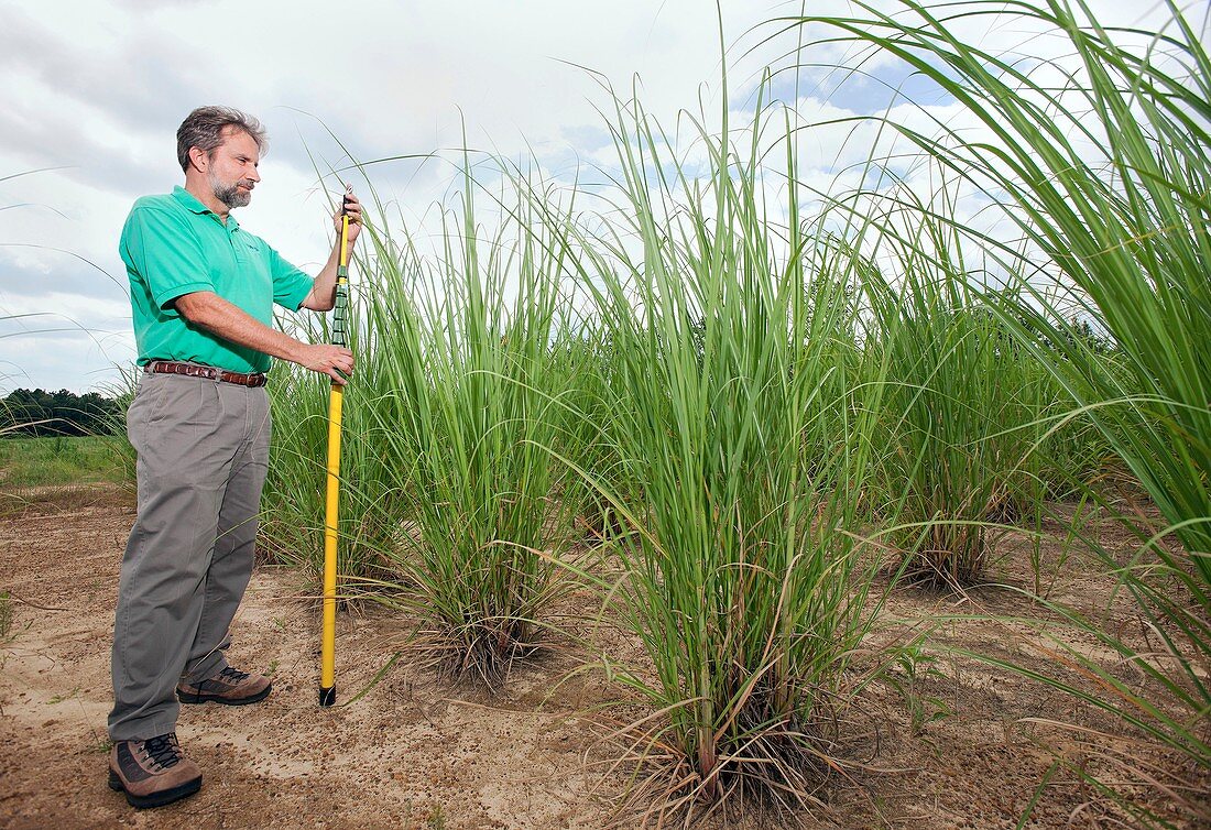 Energy cane biofuel research