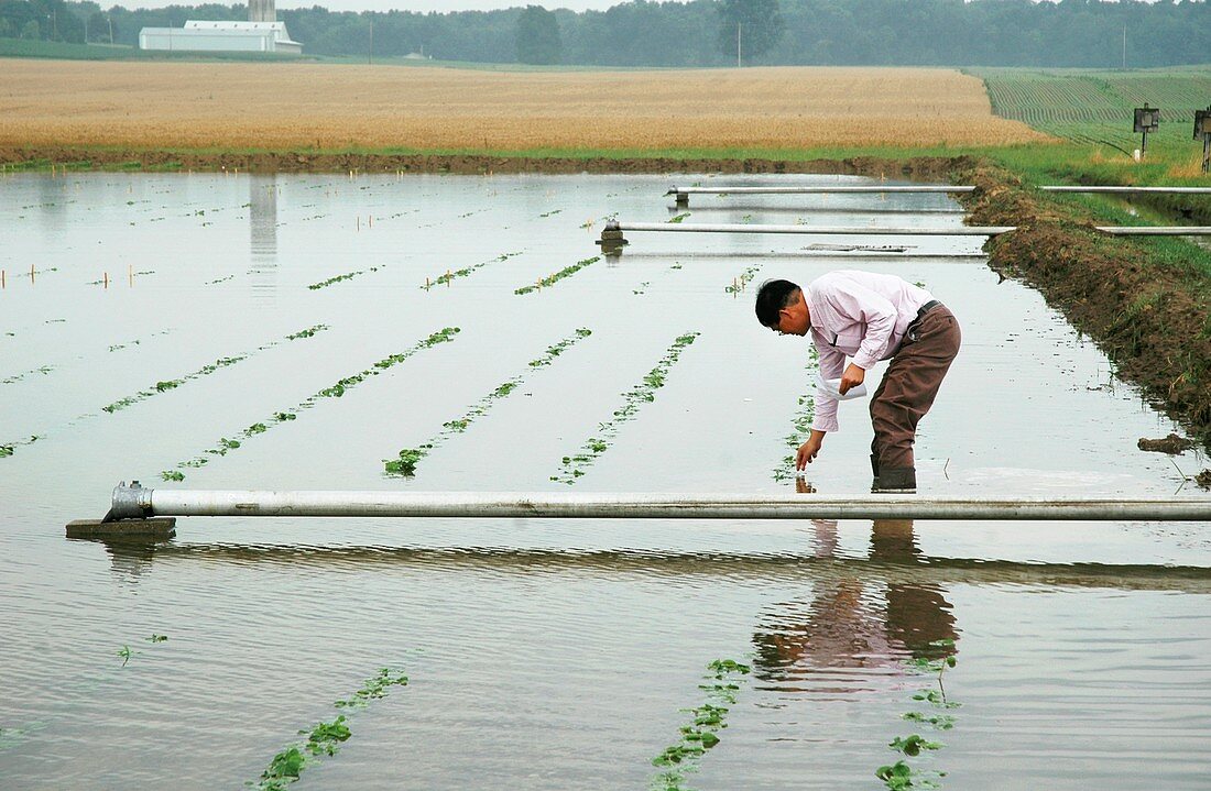 Flooded soybean crop