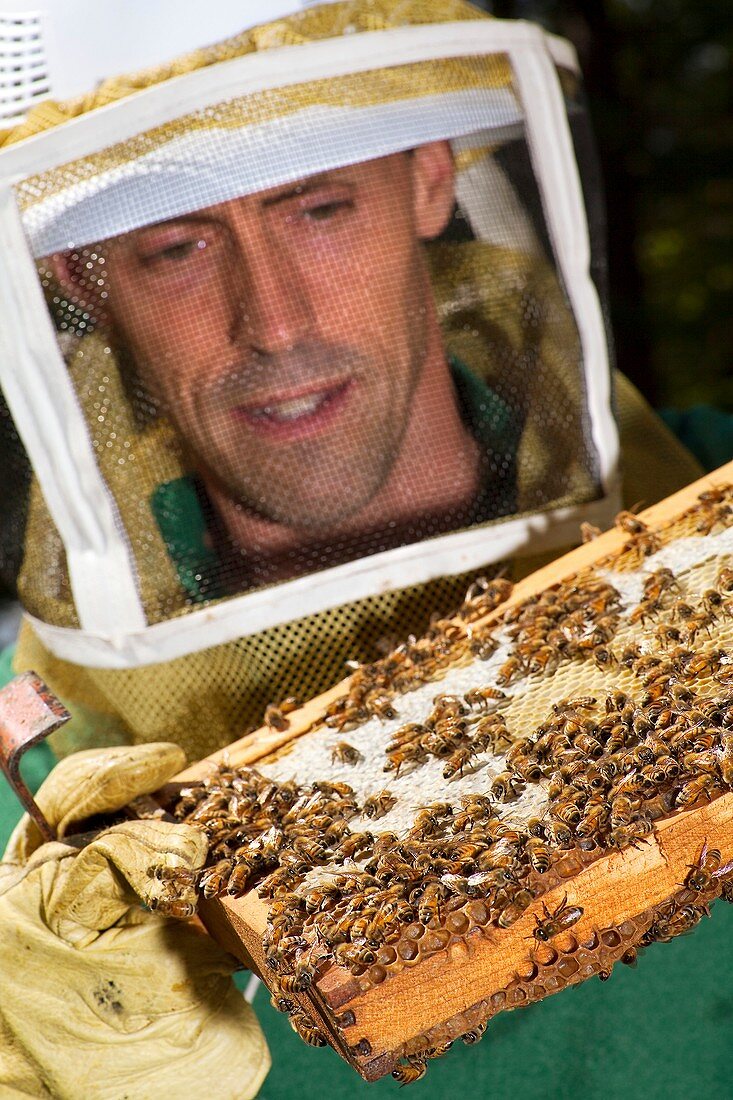 Honey bee pathogen research