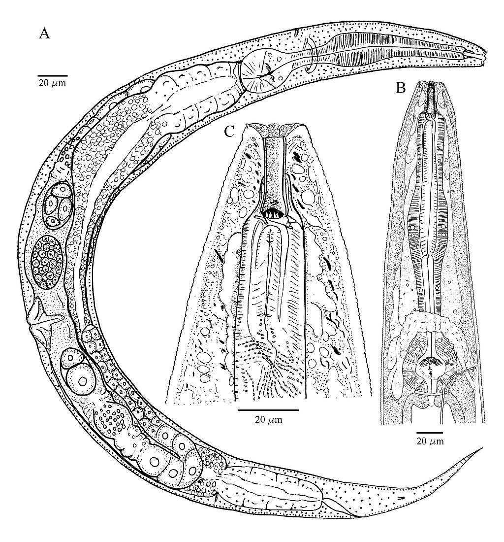 Rhabditis nematode,artwork