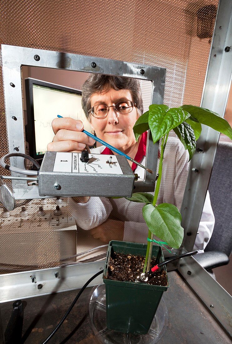 Plant disease transmission research