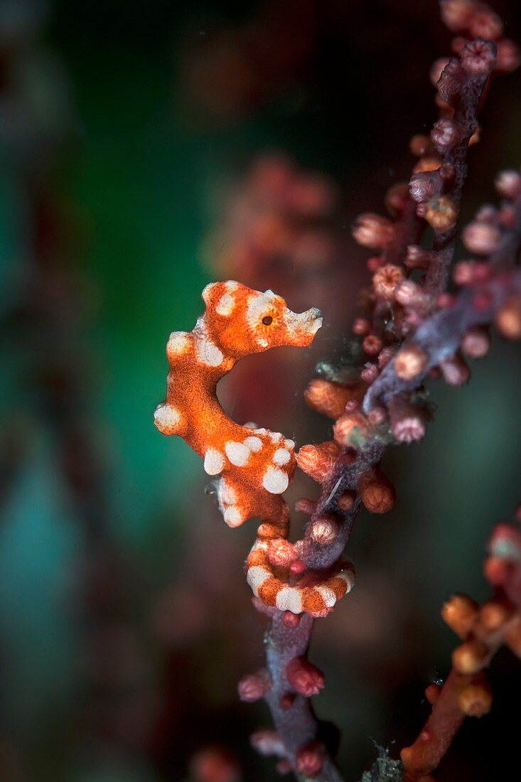 Denise's pygmy seahorse