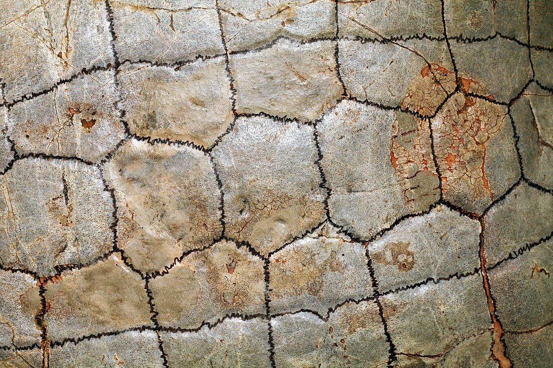Detail of fossil tortoise shell