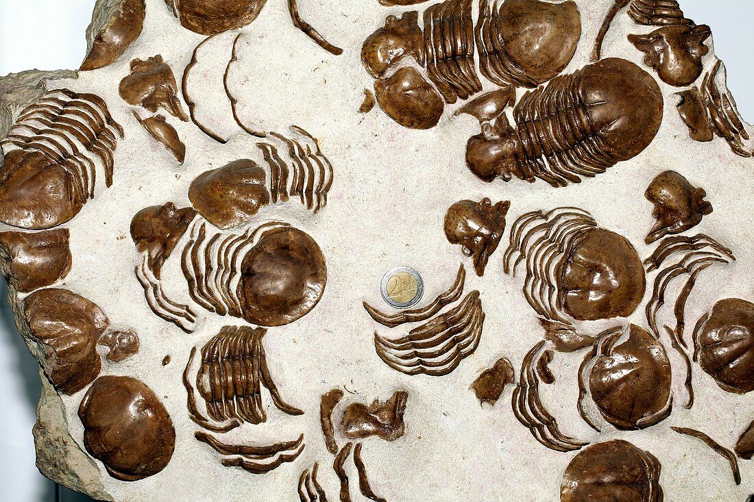 Fossil Trilobites Xenosaphus Devexus