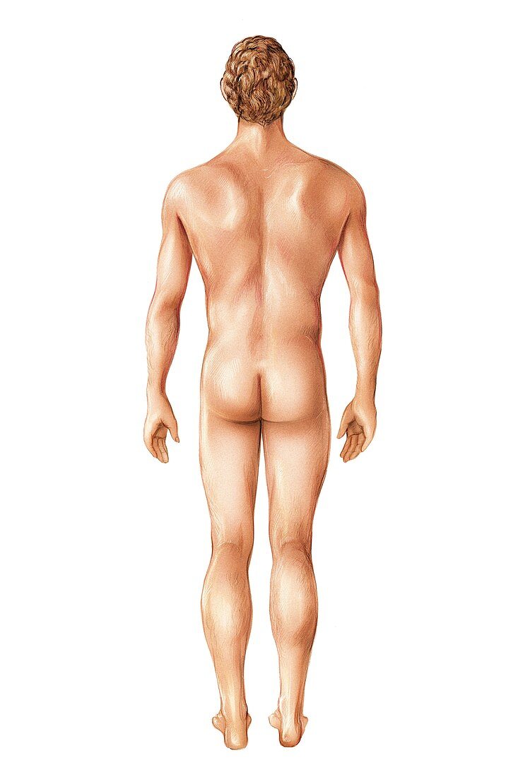 Male superficial anatomy,posterior view