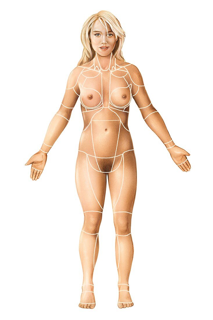 Female regions of anatomy,anterior view